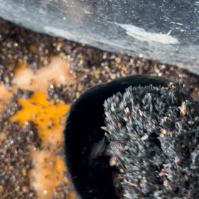 ハクサイの鉢上げの画像