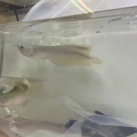 ★入荷！★の画像