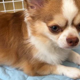 どうするの画像