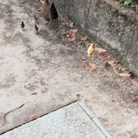 沖縄でU18野球大会、日本勝利！沖縄尚学の選手も大活躍✨の画像