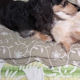 ワンプロ？の画像