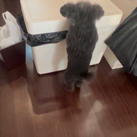 今日のもすりーちゃんの画像