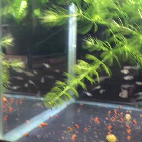 たなごの人工授精の画像