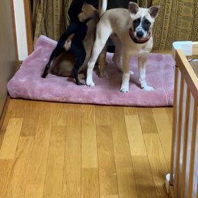 保護犬大ちゃんの画像