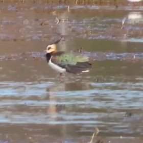 先日の「タゲリ(田鳧)」の画像