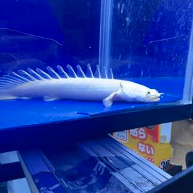 神奈川県のお客様に極上蜃気楼ご成約頂きました！の画像