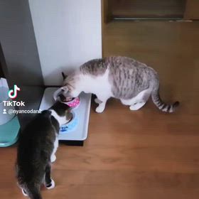 #ニャン子 #nyancodan #ニャン子団 #ニャン子団デジタル企画 #スタジオニャン子団の画像