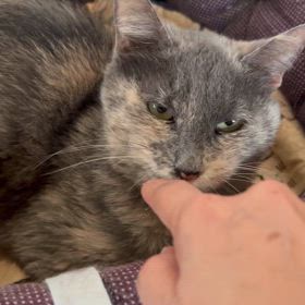 やす子ちゃんチャレンジ2の画像