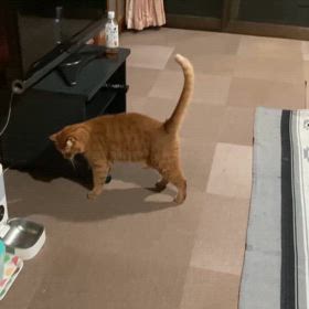 2024/09/14今週のハナの画像