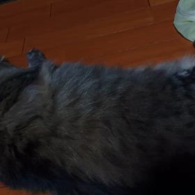 くつろぎ中の画像