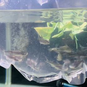 ★パールーン！セイルフィンプレコ！★の画像