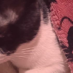 ʕっ•ᴥ•ʔっの画像