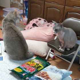 遊びたいのにの画像