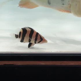 インドネシア便輸入完了しました！久しぶりの大量！の画像