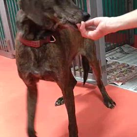 ”緊急で里親様を募集しています。”の画像