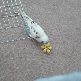 日課の遊びの画像