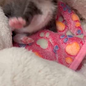 生後2週間の子猫♡の画像