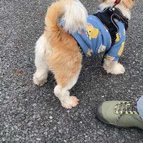 里親募集中の子達 ペットのおうち掲載 | DOT MITO (ドットミト)