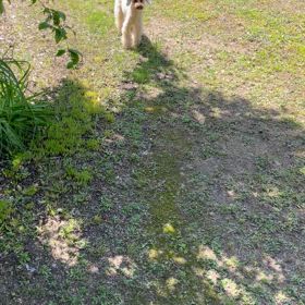 【ワンコ】走るモナカ  。の画像