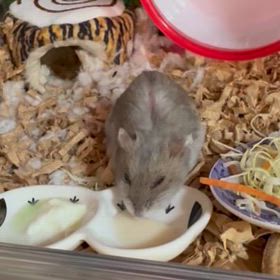 こんばんは(*´▽`*)ﾉ☆*.｡の画像