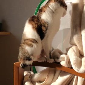 デールちゃん寝てる？具沢山の味噌汁。又食べるの？そりゃそうでしょ。の画像