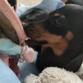 在りし日の梅.たんの画像