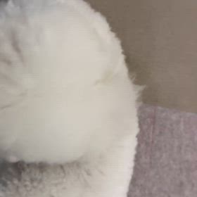 今日のニコ♪動画の画像