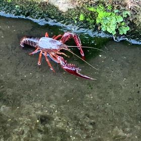 あ、ザリガニの画像