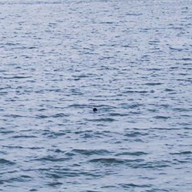 わかるかな～？の画像