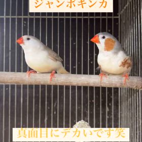 25/3/22 ⚠️お知らせ⚠️+入店情報1の画像