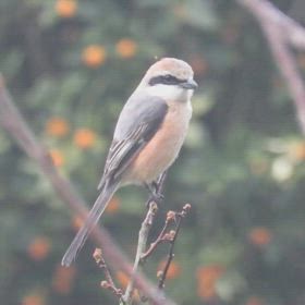 すぎぴたんの事件簿シーズン3　467話（野生の証明なモズ）の画像