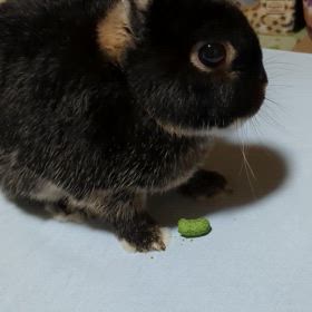 モグモグタイム。の画像