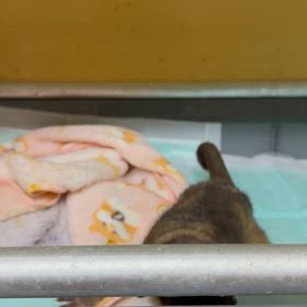 キンカジューの画像