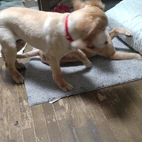 阪神連敗（泣）ゴールデンズも暴動化の画像