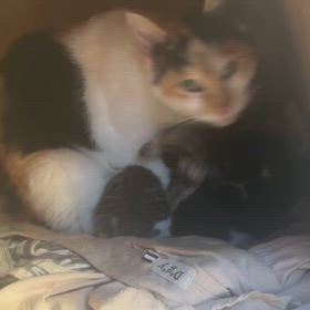 新しい命の画像