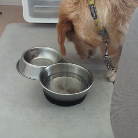 水をのむの画像