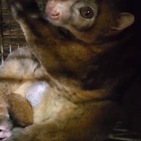 ポトヤングペアの画像