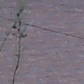 鳥の画像