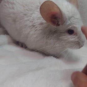 ご家族様募集中のチンチラくんの画像