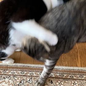 朝からバタバタの画像