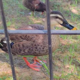 ウォーキングの画像