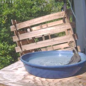 すぎぴたんの事件簿シーズン3　523話（水浴びのお手本　ヤマガラ）の画像