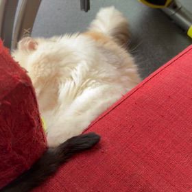 癒し動画の画像