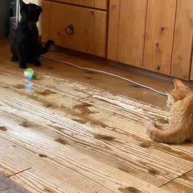 今日のむぎとちょこ11月16日の画像