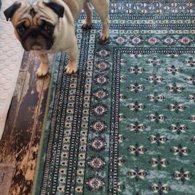 くまもんVSパグの画像