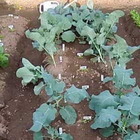 貸し農園の畑…数日ぶりに様子を見に行きましたの画像