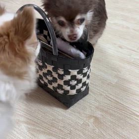 異常な暑さの画像