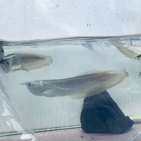 ★南米シルバーアロワナ！★の画像