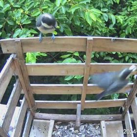 すぎぴたんの事件簿シーズン3　512話（賑やかになった！　ヤマガラ家族）の画像