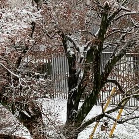 今日の雪、凄かったね♡の画像